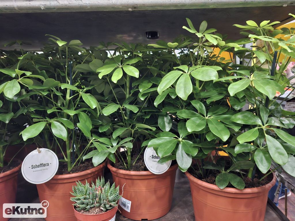 Festiwal Roślin w Łodzi