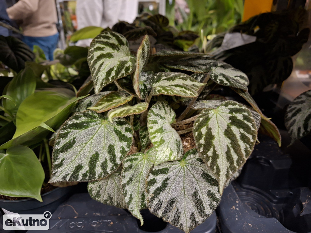 Festiwal Roślin w Łodzi