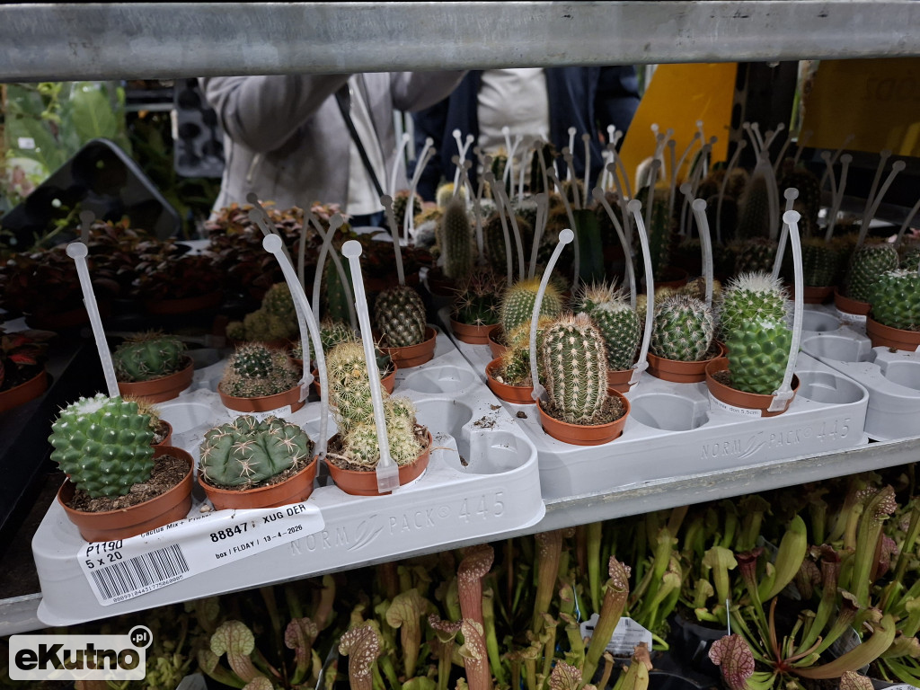 Festiwal Roślin w Łodzi