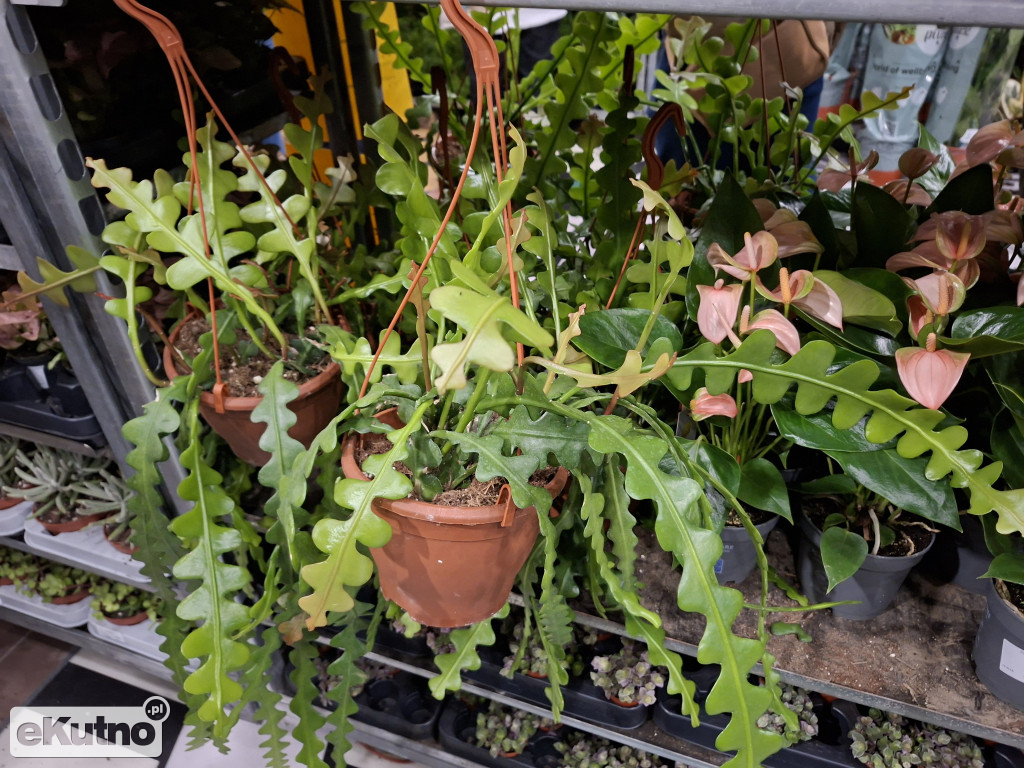 Festiwal Roślin w Łodzi