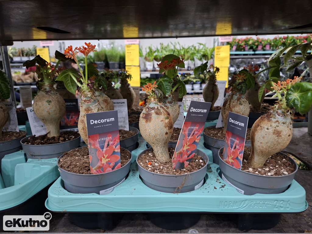 Festiwal Roślin w Łodzi