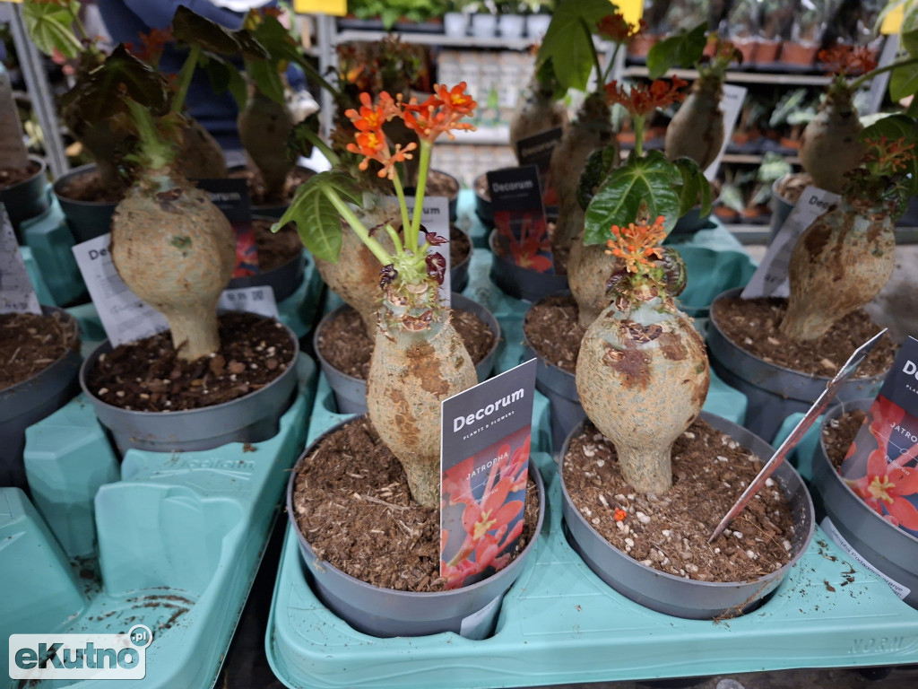 Festiwal Roślin w Łodzi