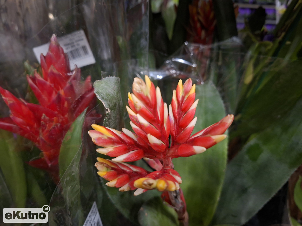 Festiwal Roślin w Łodzi