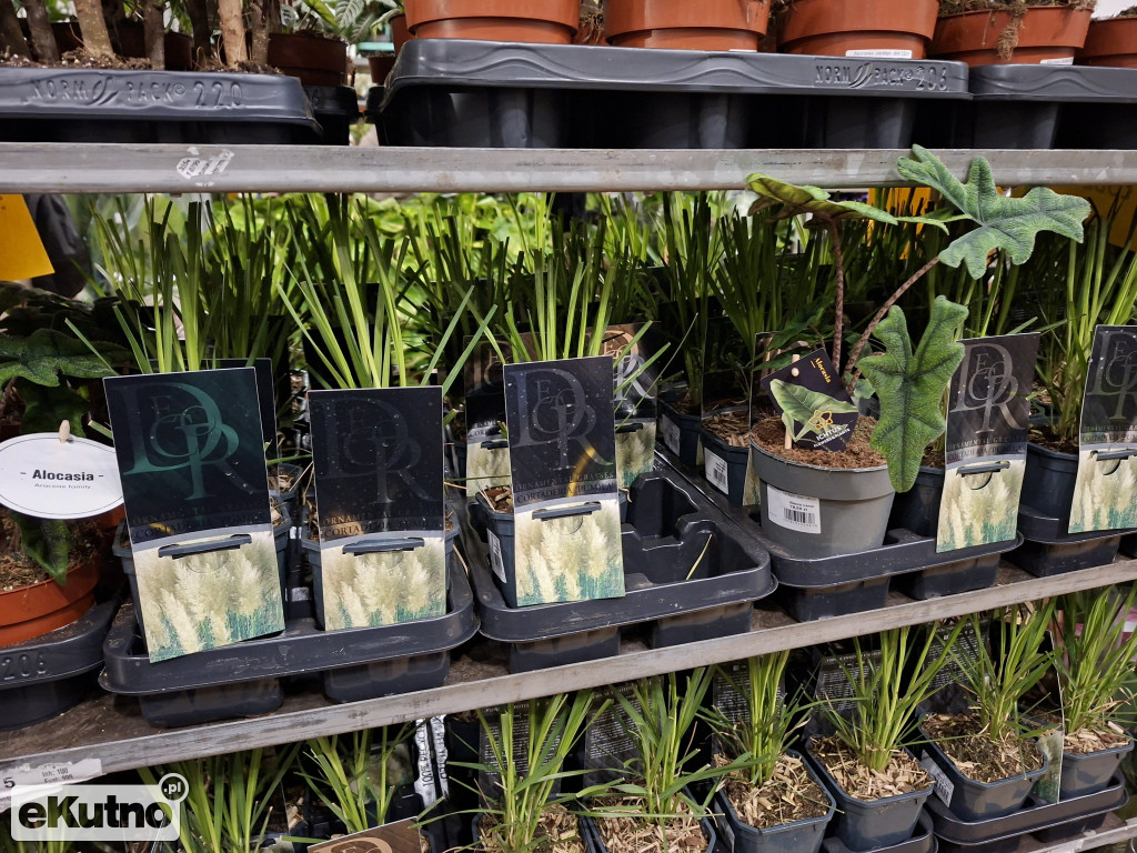 Festiwal Roślin w Łodzi