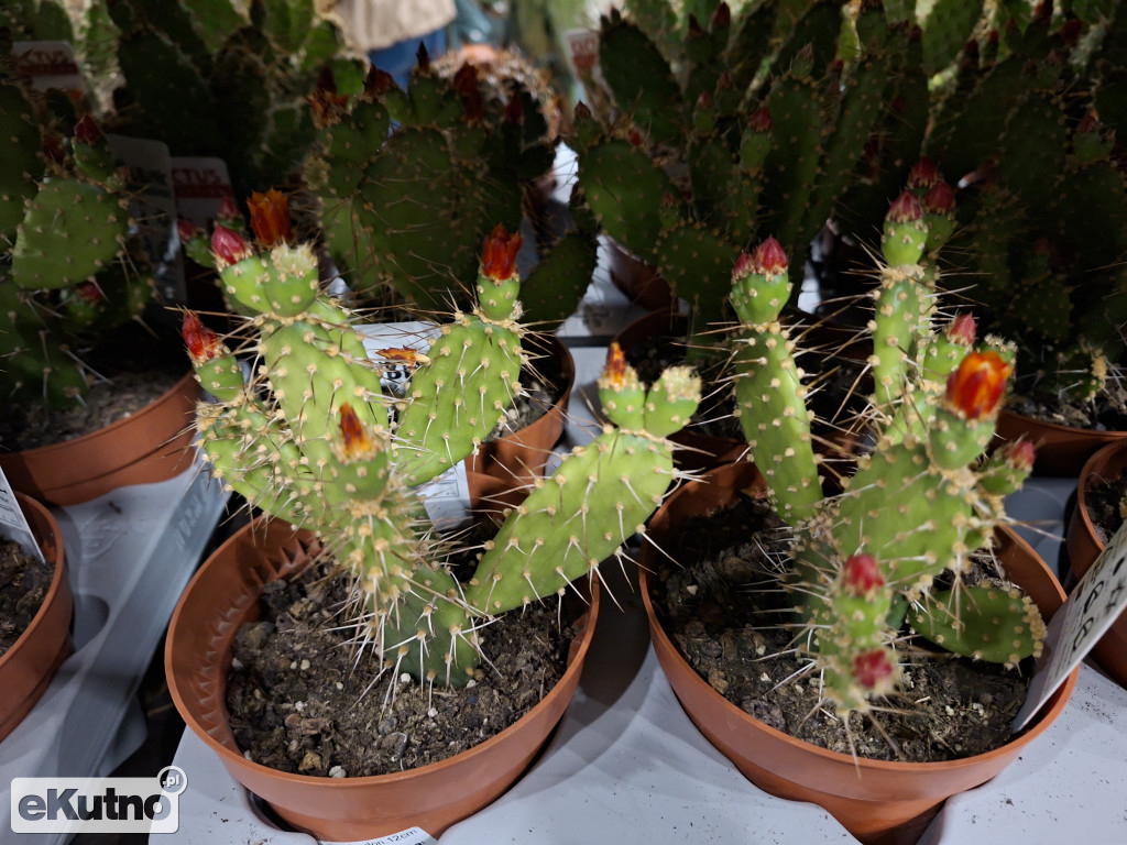 Festiwal Roślin w Łodzi