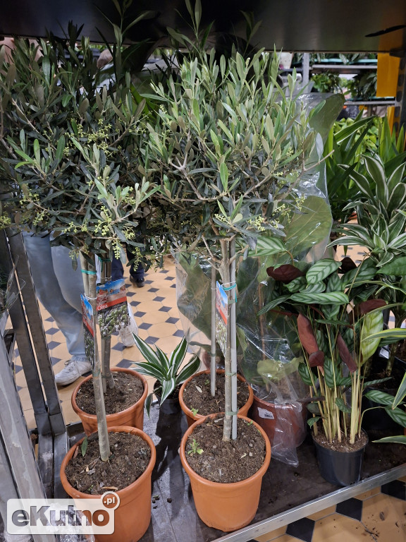 Festiwal Roślin w Łodzi