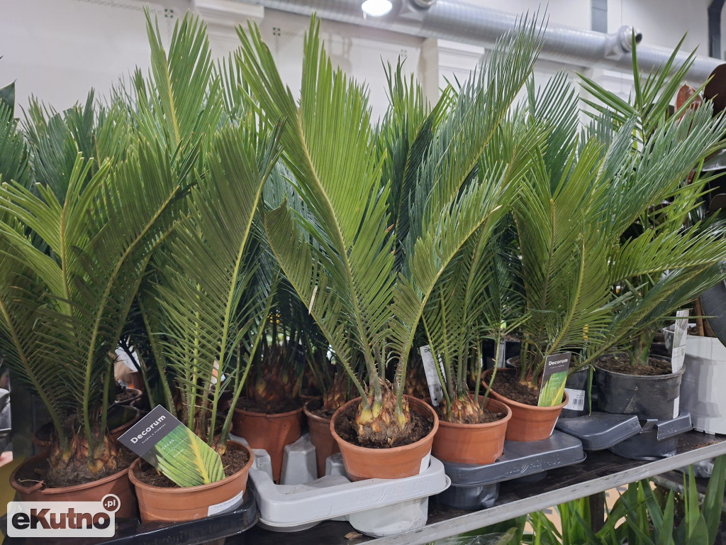 Festiwal Roślin w Łodzi