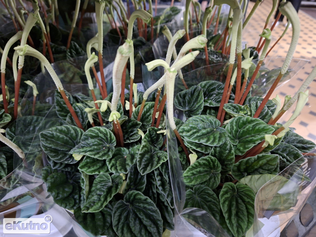 Festiwal Roślin w Łodzi