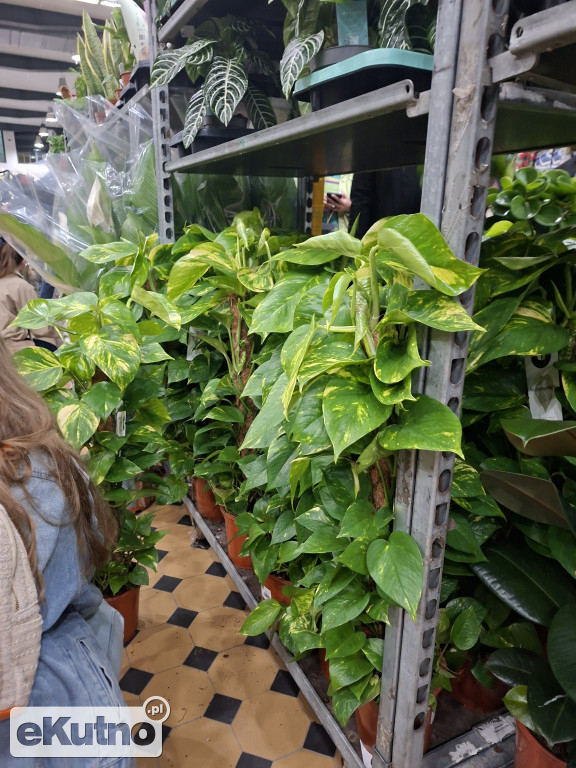 Festiwal Roślin w Łodzi