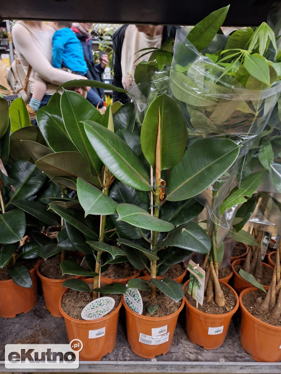 Festiwal Roślin w Łodzi