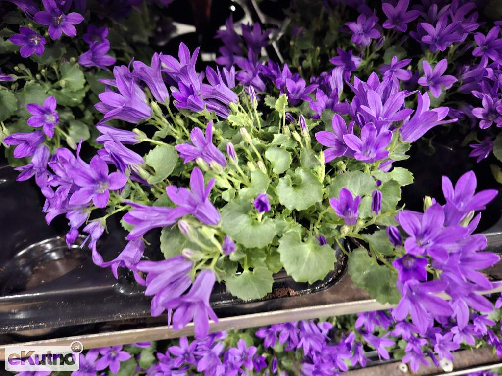 Festiwal Roślin w Łodzi