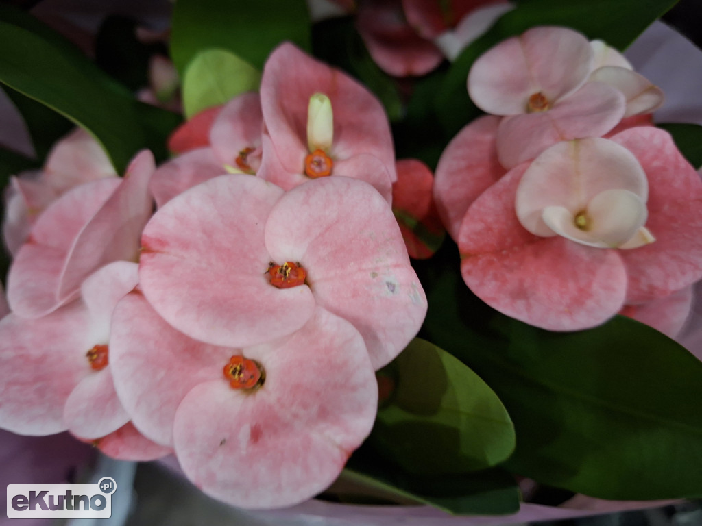 Festiwal Roślin w Łodzi