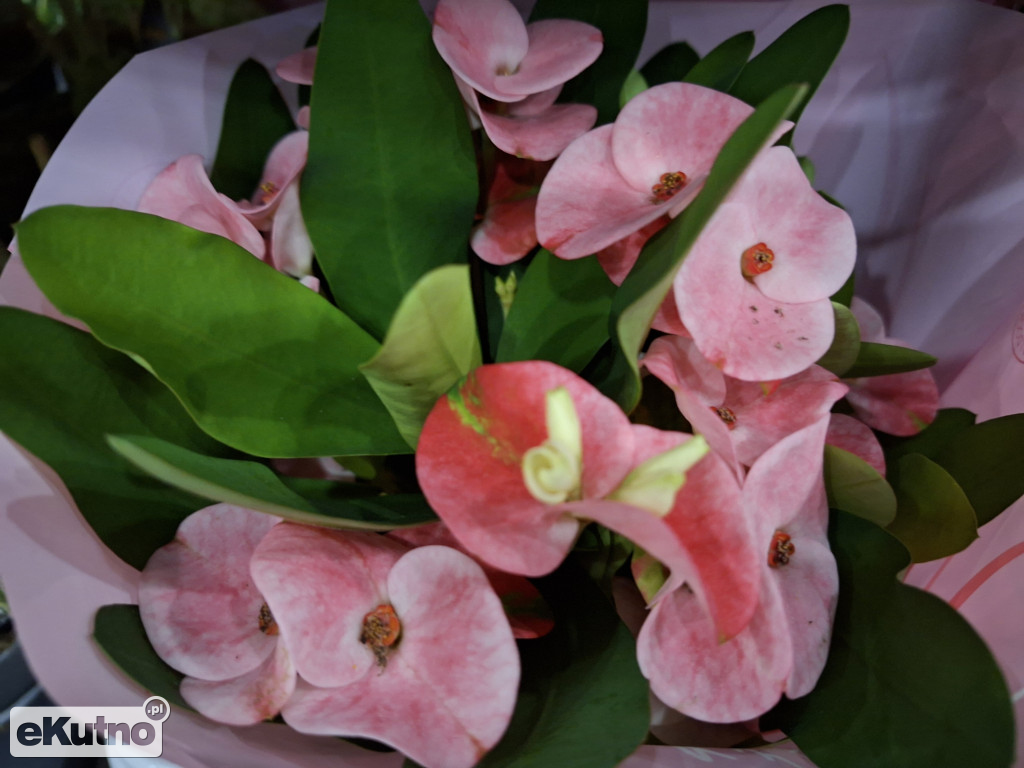 Festiwal Roślin w Łodzi