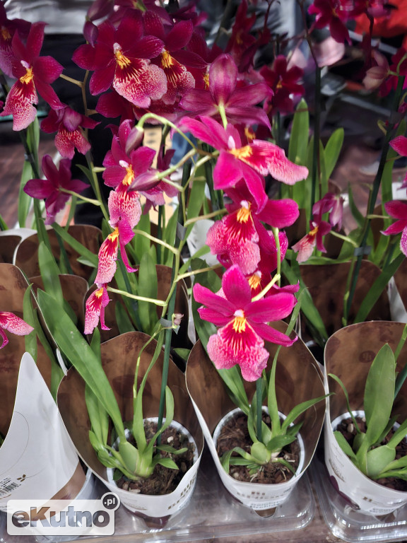 Festiwal Roślin w Łodzi