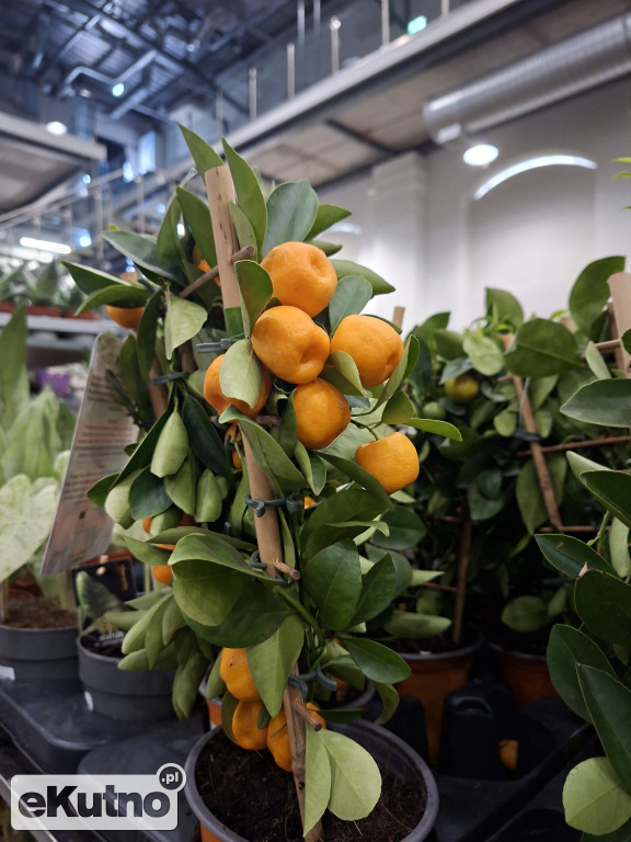 Festiwal Roślin w Łodzi