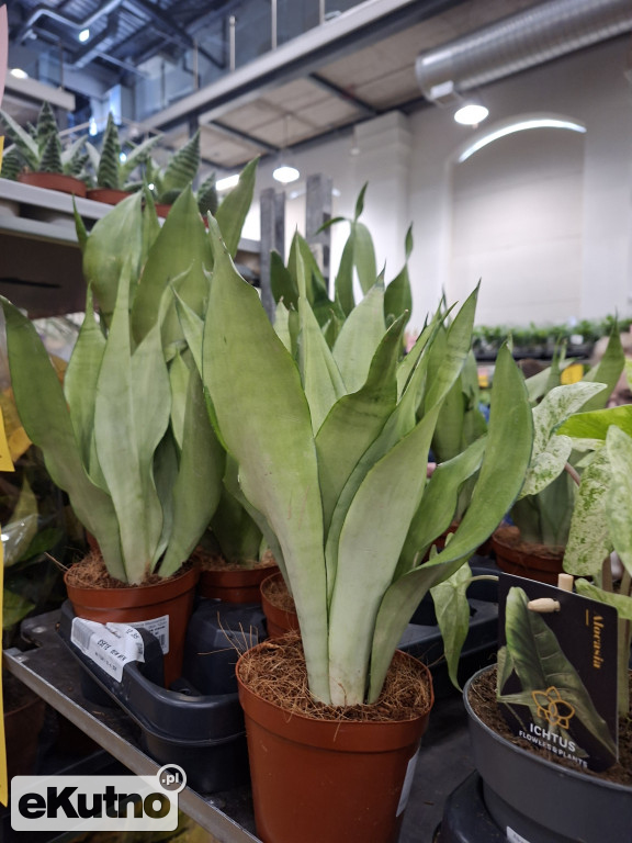 Festiwal Roślin w Łodzi