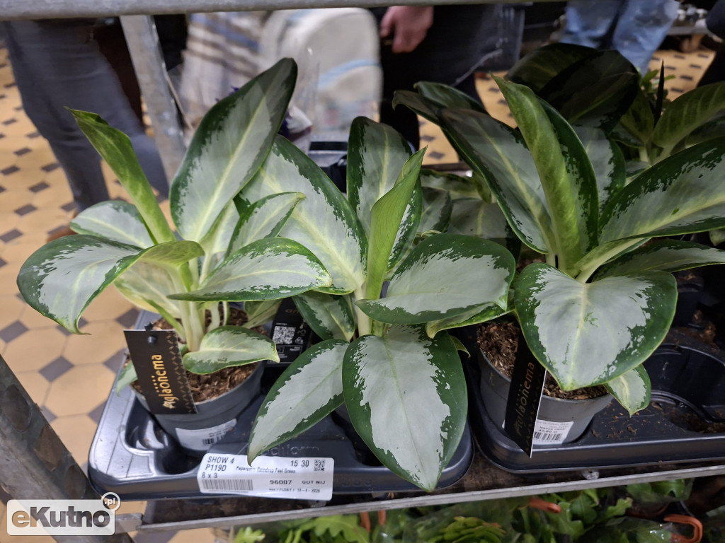 Festiwal Roślin w Łodzi