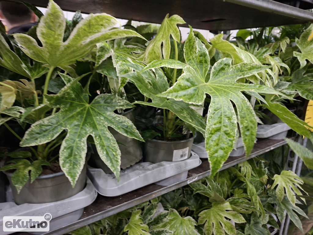 Festiwal Roślin w Łodzi