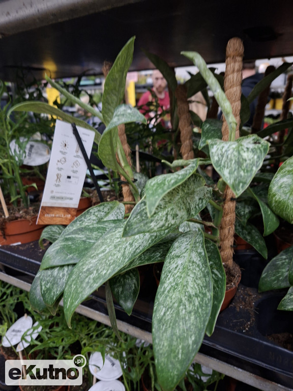 Festiwal Roślin w Łodzi