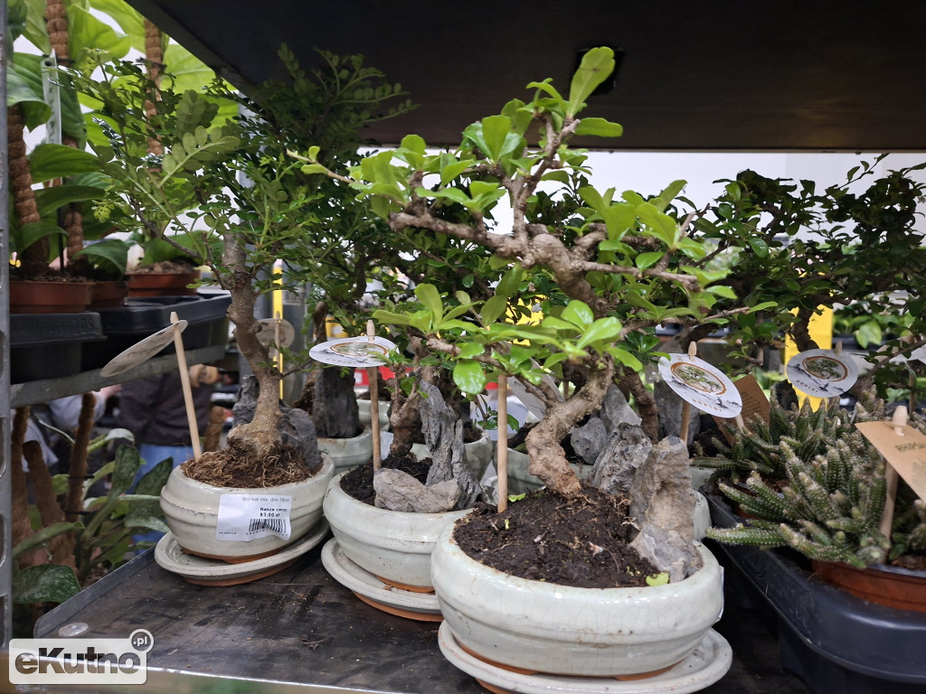 Festiwal Roślin w Łodzi