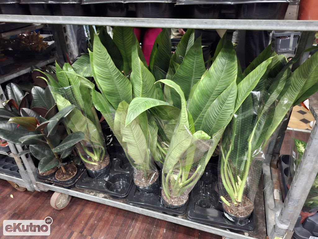 Festiwal Roślin w Łodzi