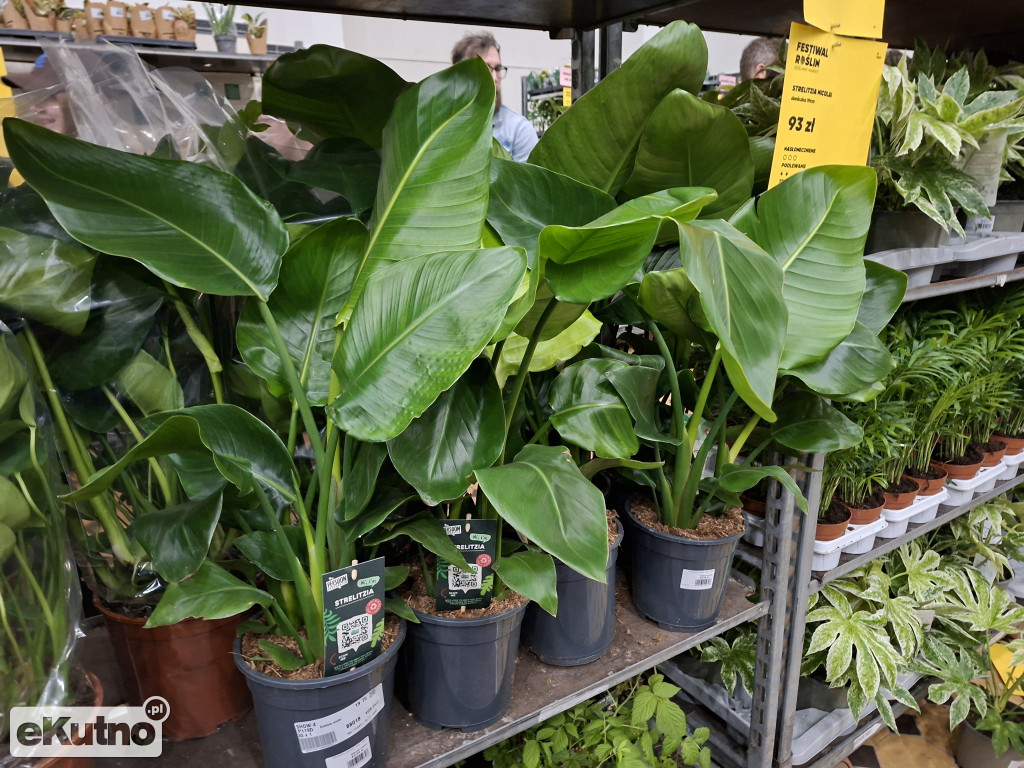 Festiwal Roślin w Łodzi