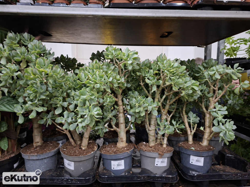 Festiwal Roślin w Łodzi