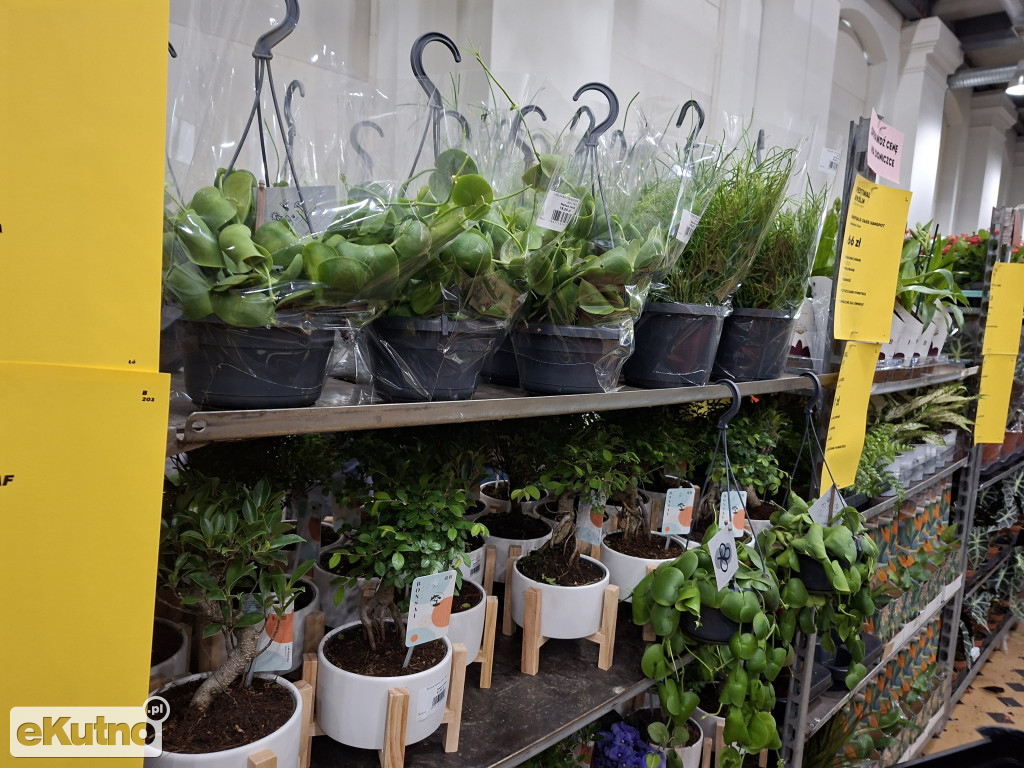 Festiwal Roślin w Łodzi