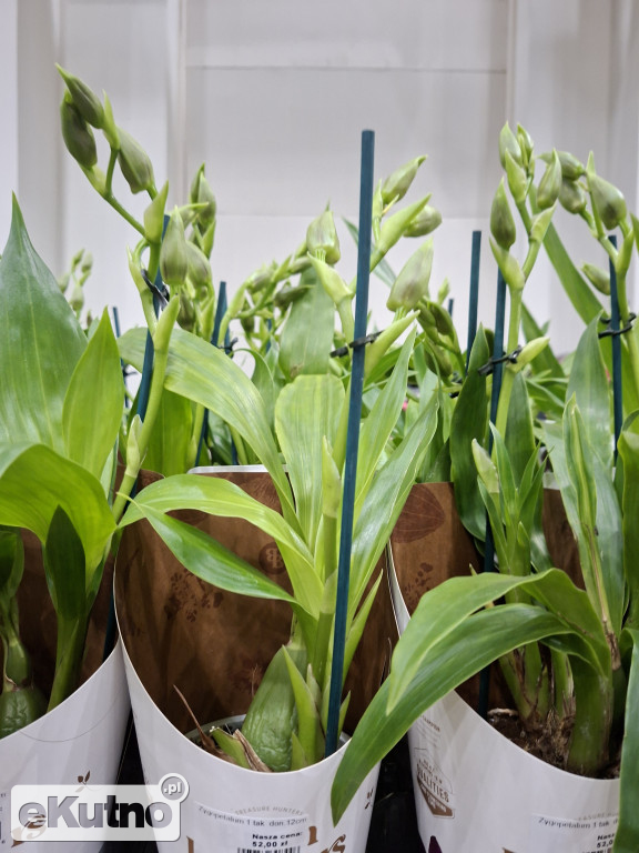 Festiwal Roślin w Łodzi