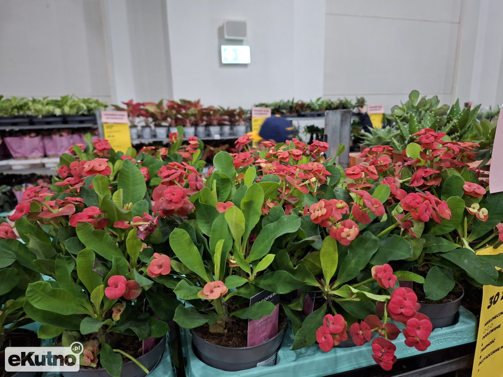 Festiwal Roślin w Łodzi