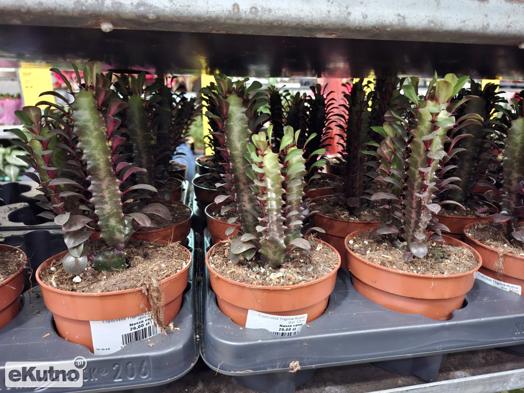 Festiwal Roślin w Łodzi