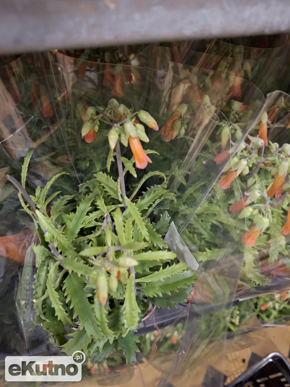 Festiwal Roślin w Łodzi