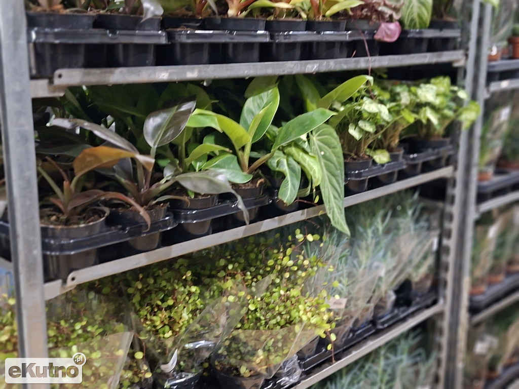 Festiwal Roślin w Łodzi