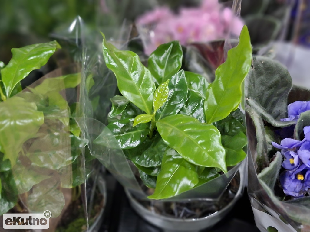 Festiwal Roślin w Łodzi