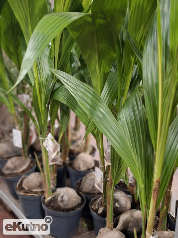 Festiwal Roślin w Łodzi