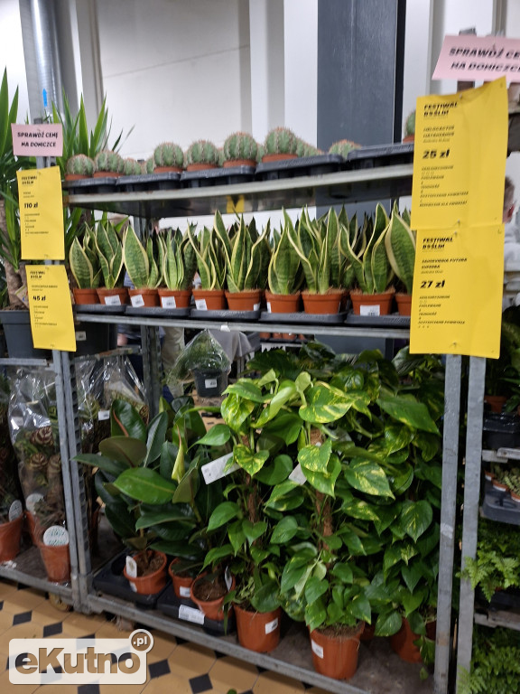 Festiwal Roślin w Łodzi