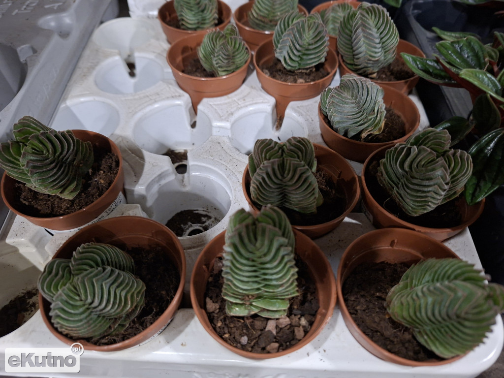 Festiwal Roślin w Łodzi