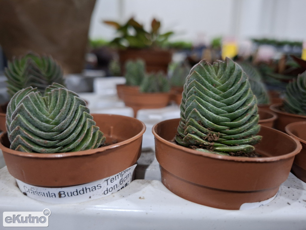 Festiwal Roślin w Łodzi