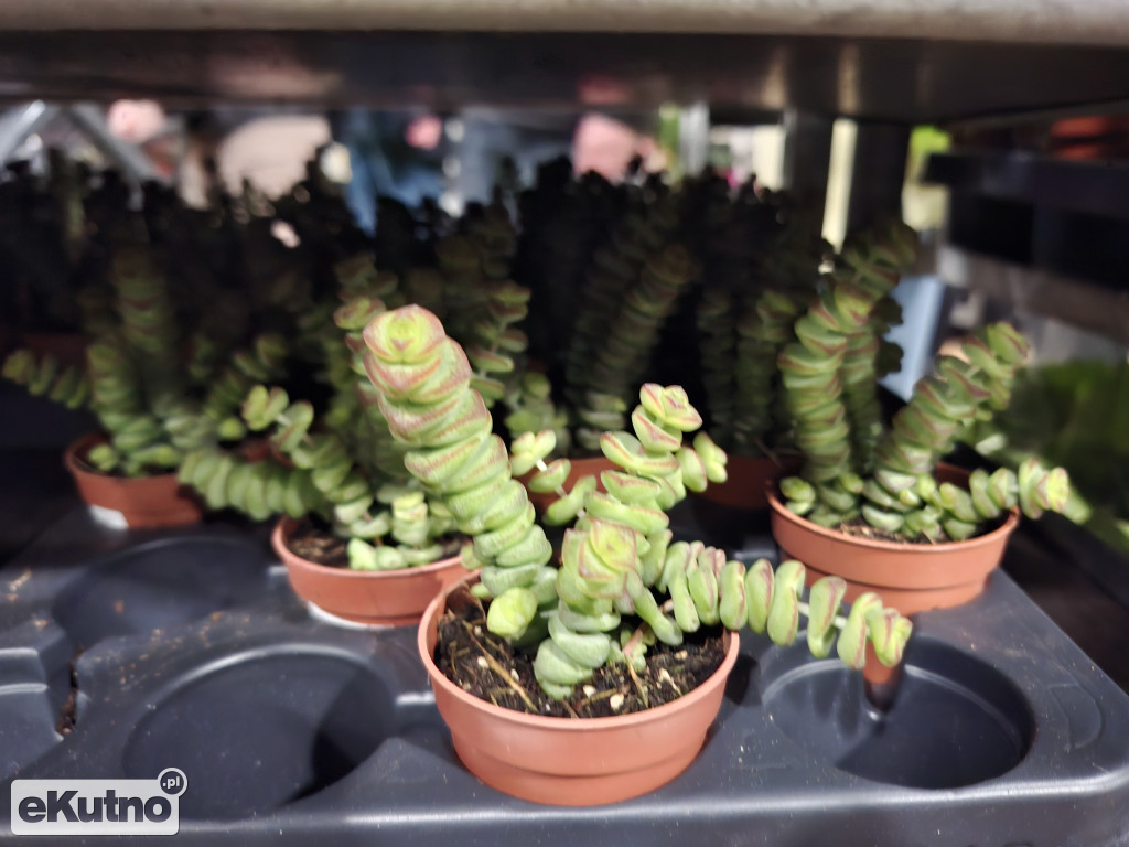 Festiwal Roślin w Łodzi