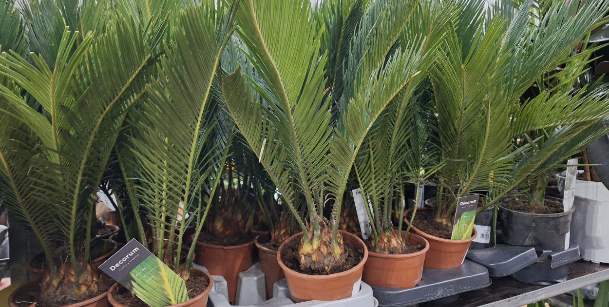 Festiwal Roślin w Łodzi