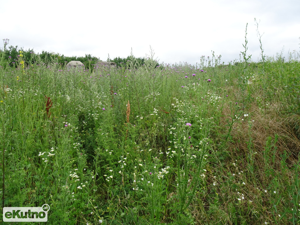 Cmentarz żydowski w Żychlinie