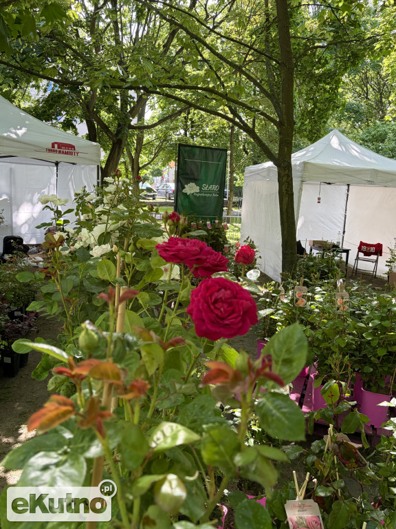 Piknik Różany 2026