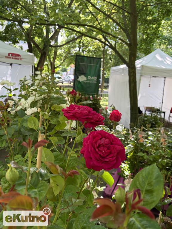 Piknik Różany 2026