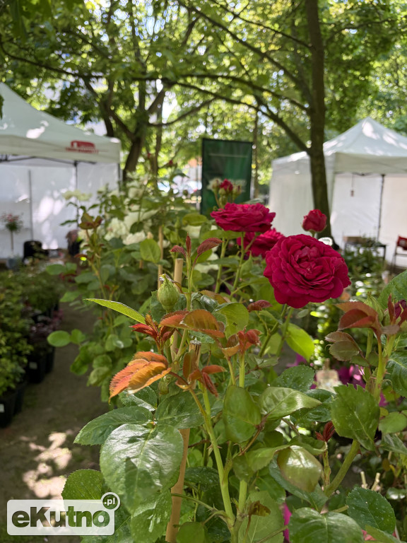 Piknik Różany 2026