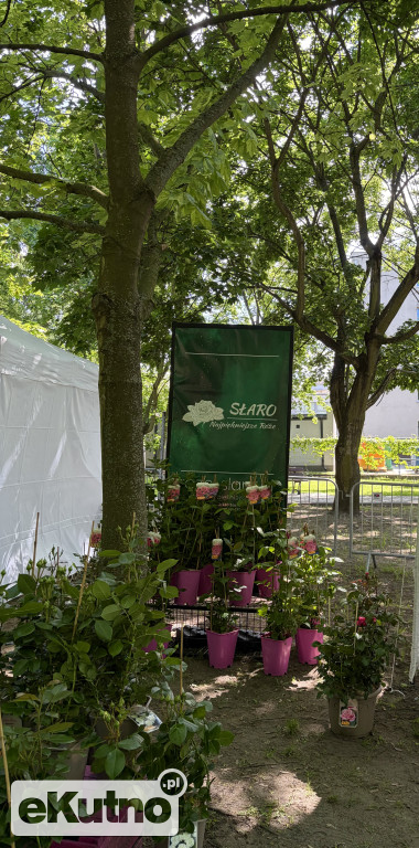 Piknik Różany 2026