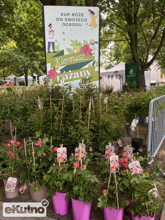 Piknik Różany 2026
