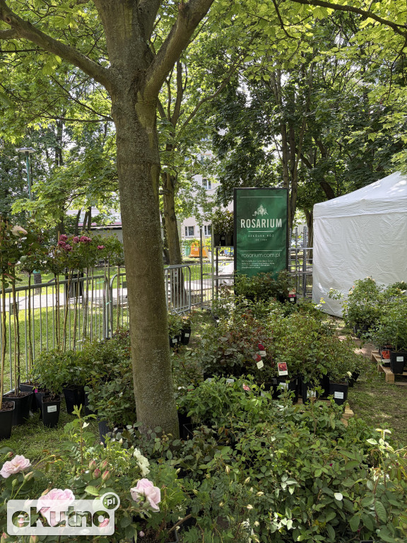 Piknik Różany 2026