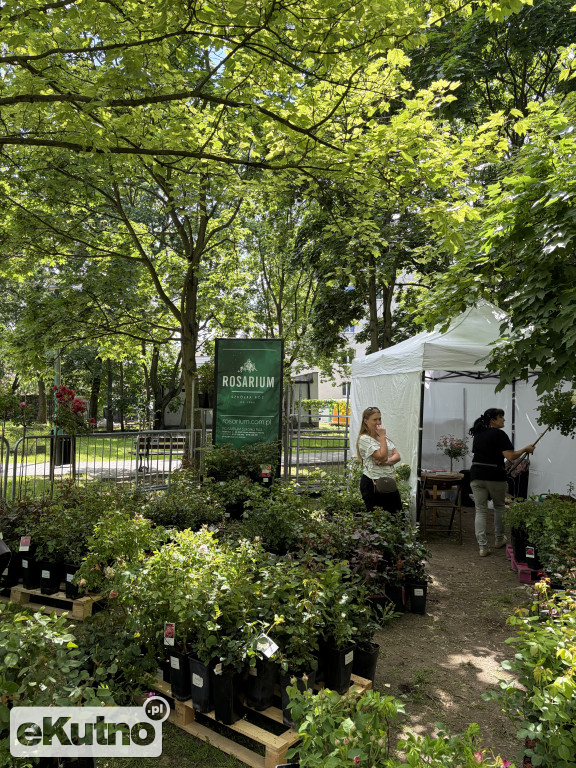 Piknik Różany 2026