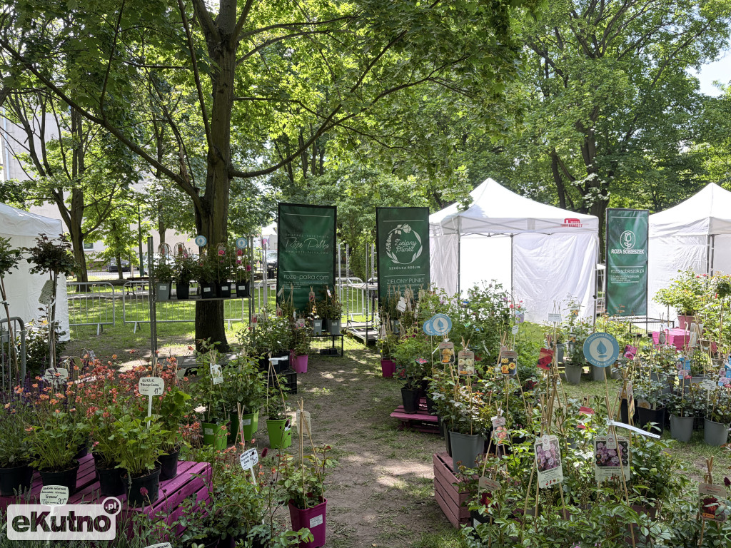 Piknik Różany 2026