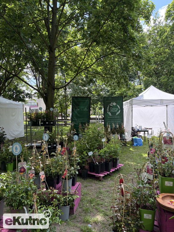 Piknik Różany 2026
